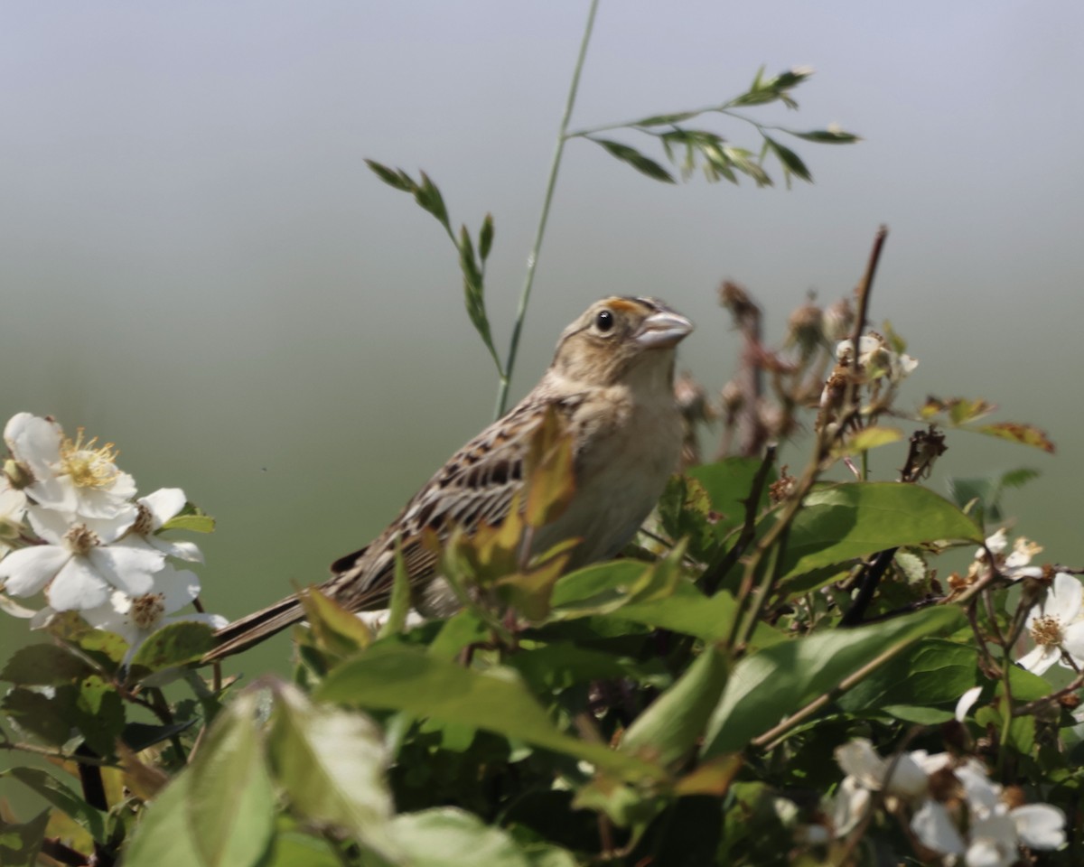 Grasshopper Sparrow - ML619792883