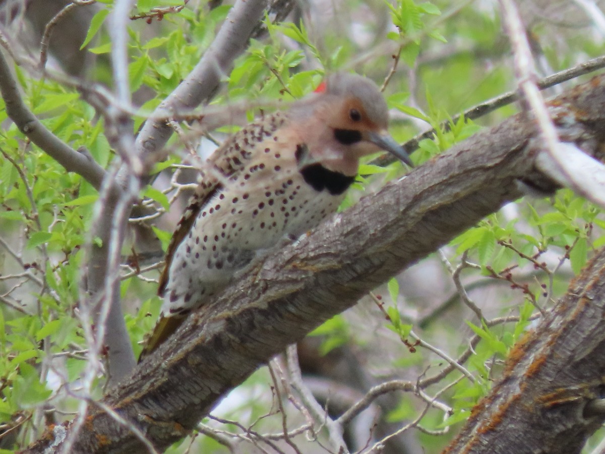 Northern Flicker (Yellow-shafted) - ML619792885