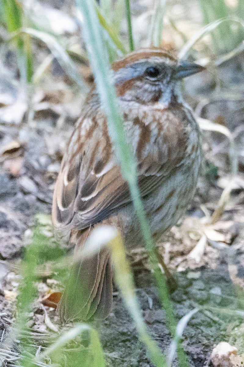 Rufous-winged Sparrow - ML619792893