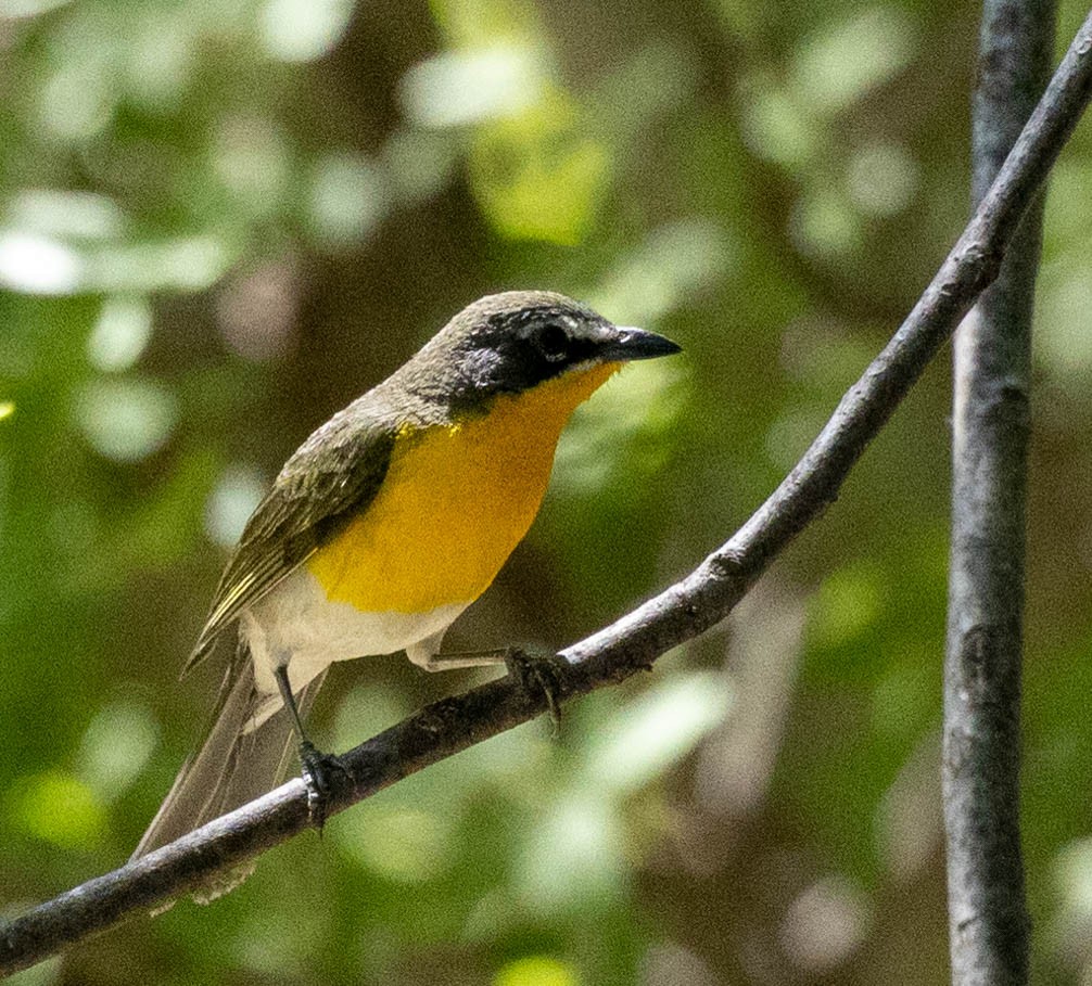 Yellow-breasted Chat - ML619792965