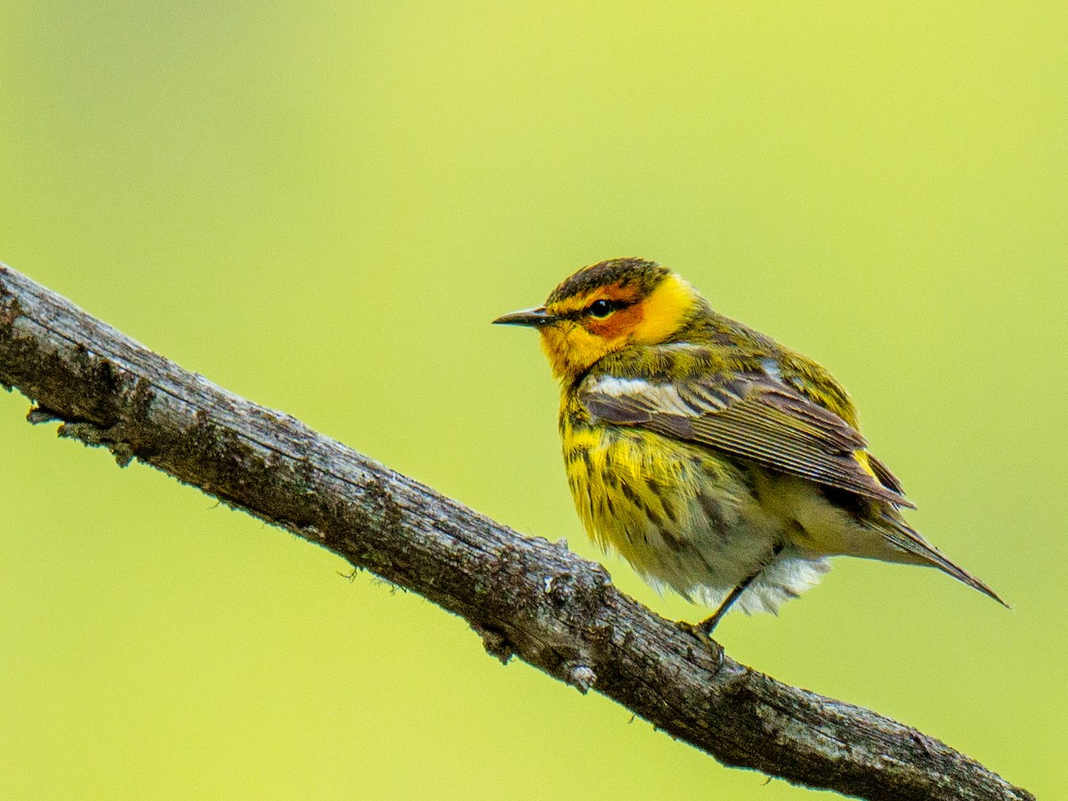 Cape May Warbler - ML619792992