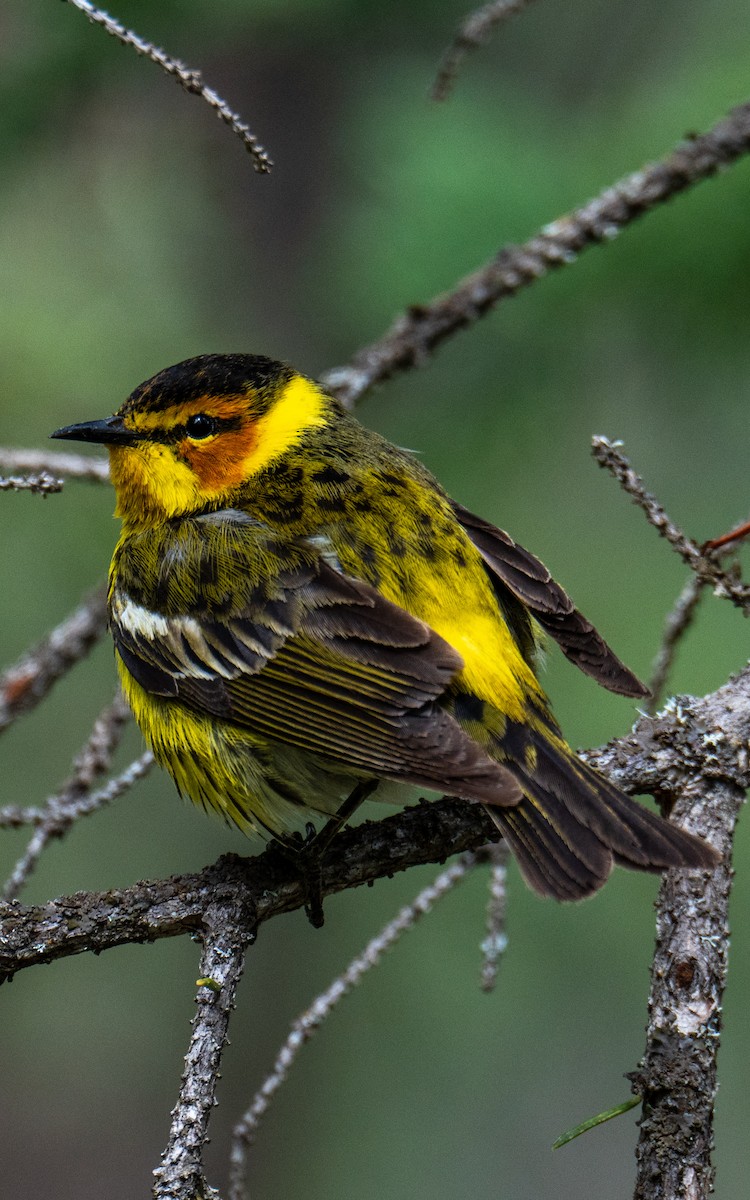 Cape May Warbler - ML619792993