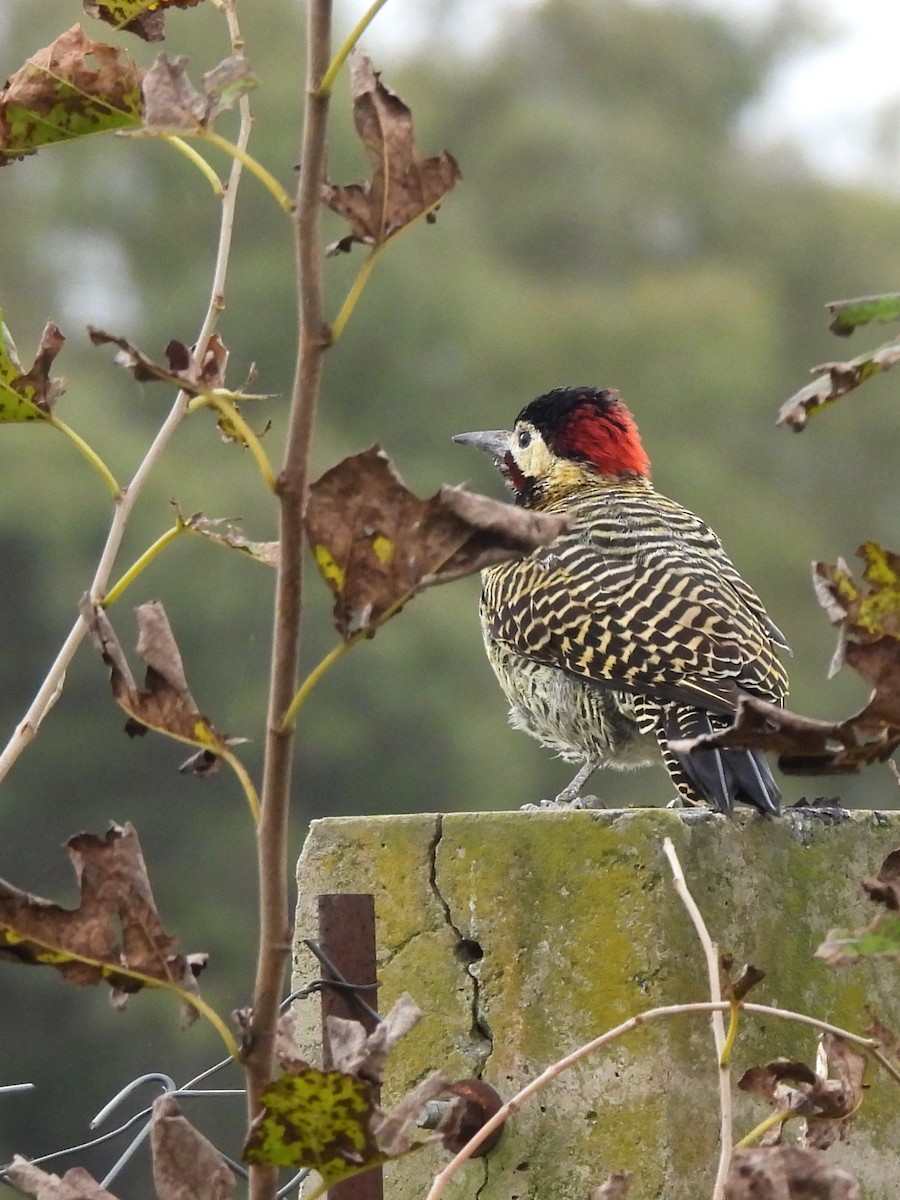 Green-barred Woodpecker - ML619793041