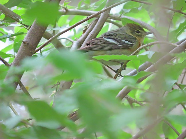 Bay-breasted Warbler - ML619793052