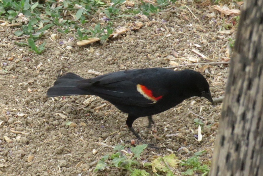 Tricolored Blackbird - ML619793075
