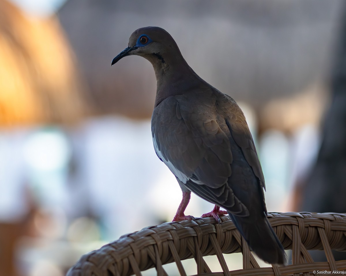 White-winged Dove - ML619793092