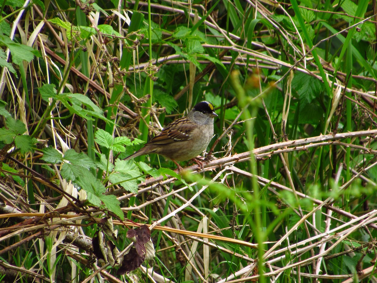 Golden-crowned Sparrow - ML619793123
