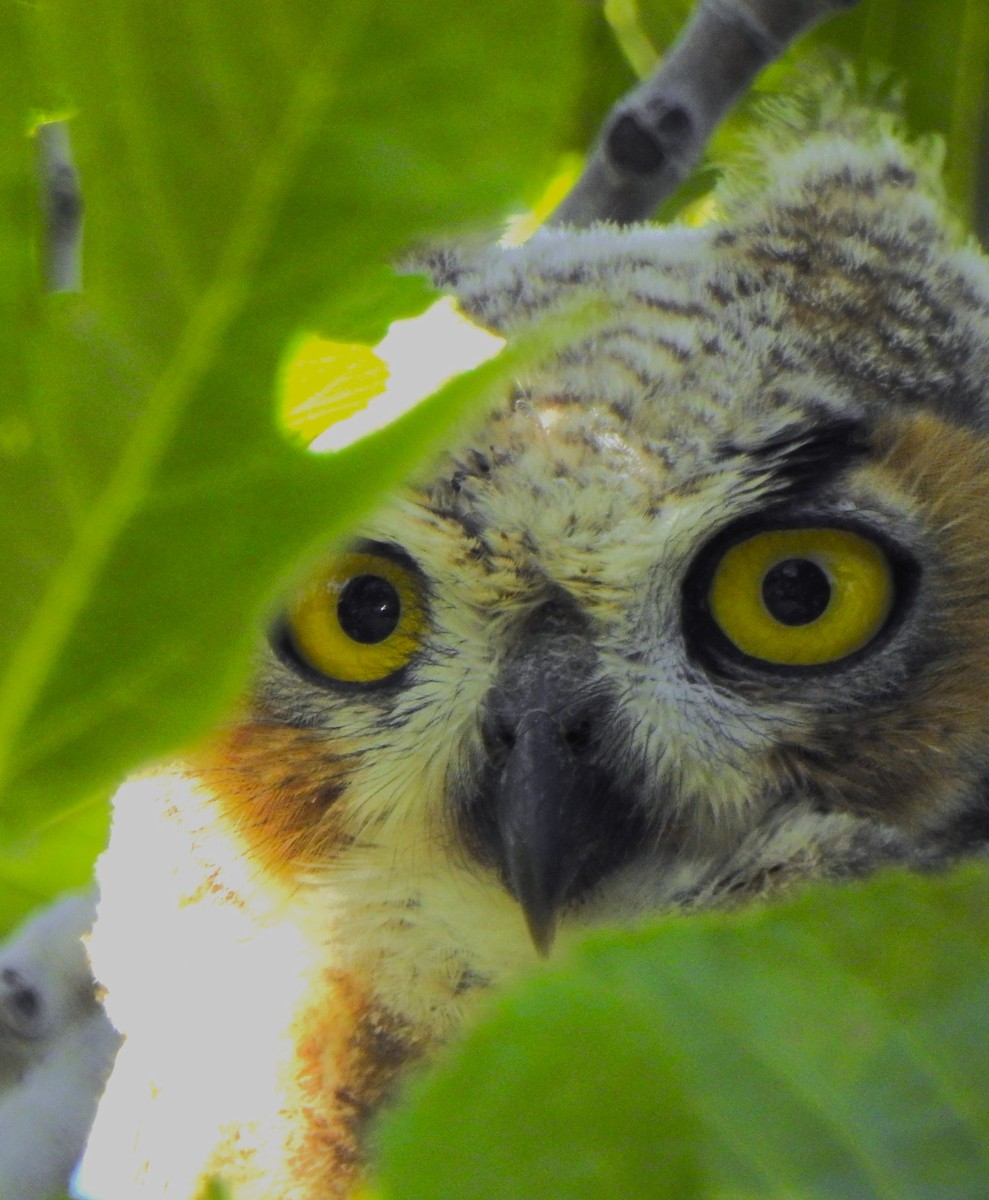 Great Horned Owl - ML619793124