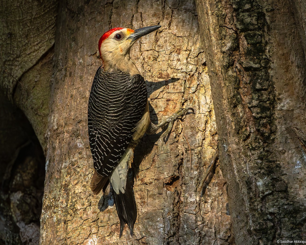 Golden-fronted Woodpecker - ML619793152