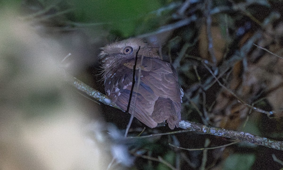 Philippine Frogmouth - ML619793158