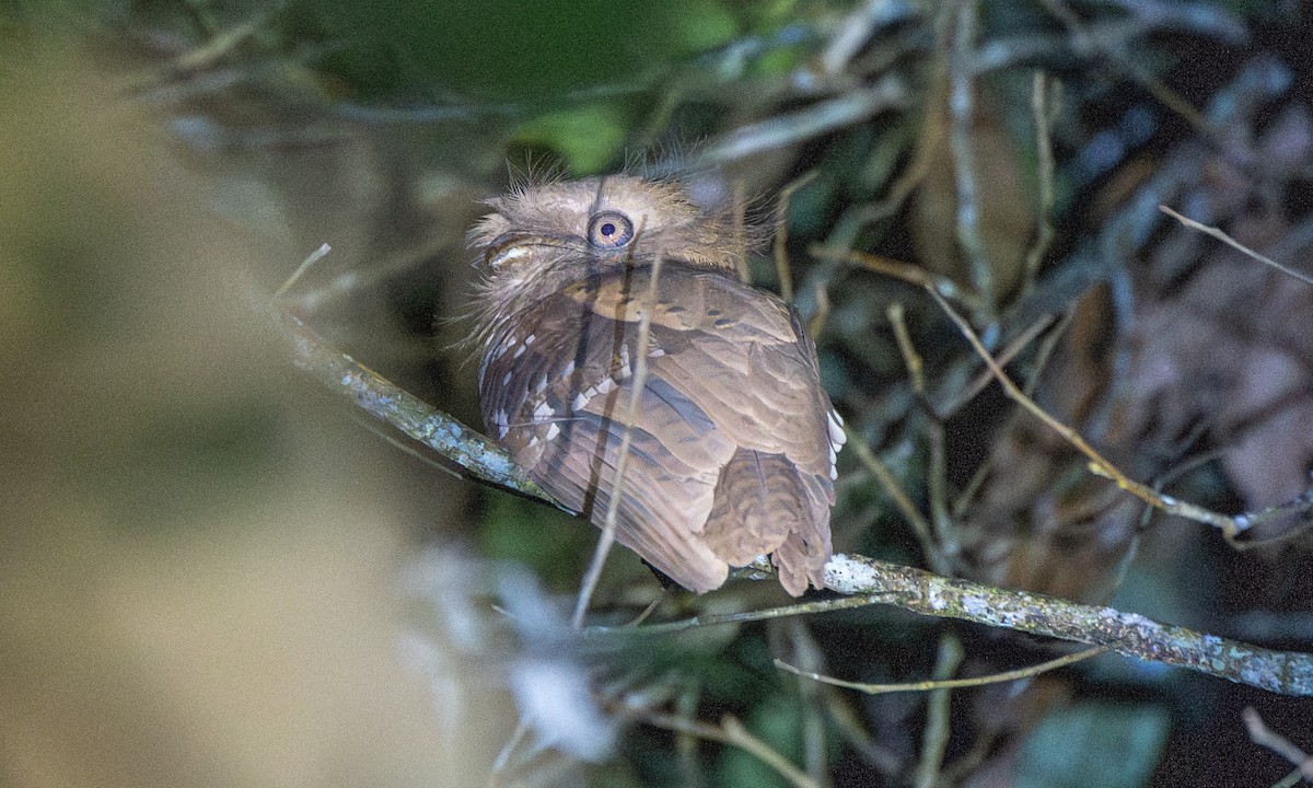 Philippine Frogmouth - ML619793159