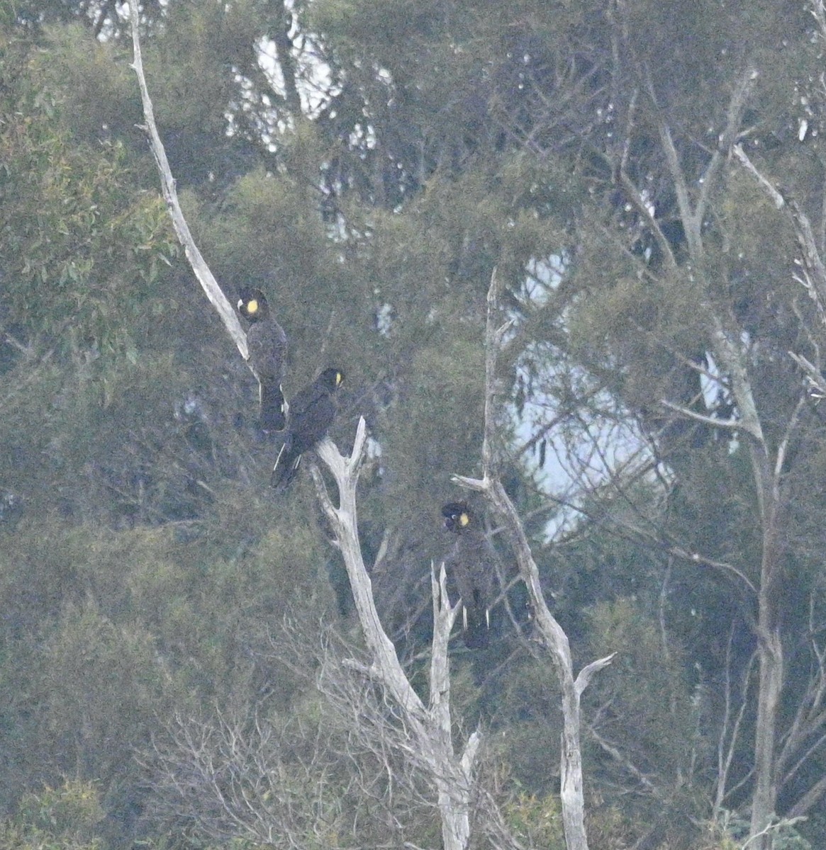 Yellow-tailed Black-Cockatoo - ML619793188