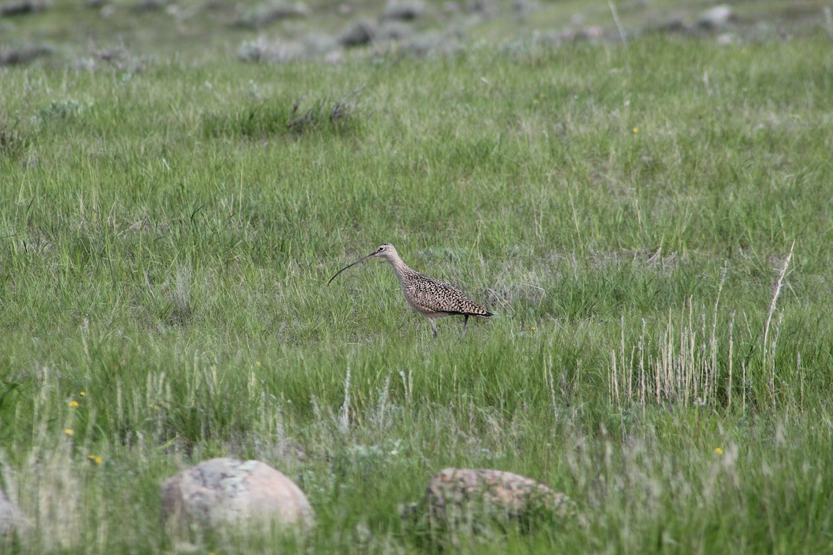 Long-billed Curlew - ML619793189
