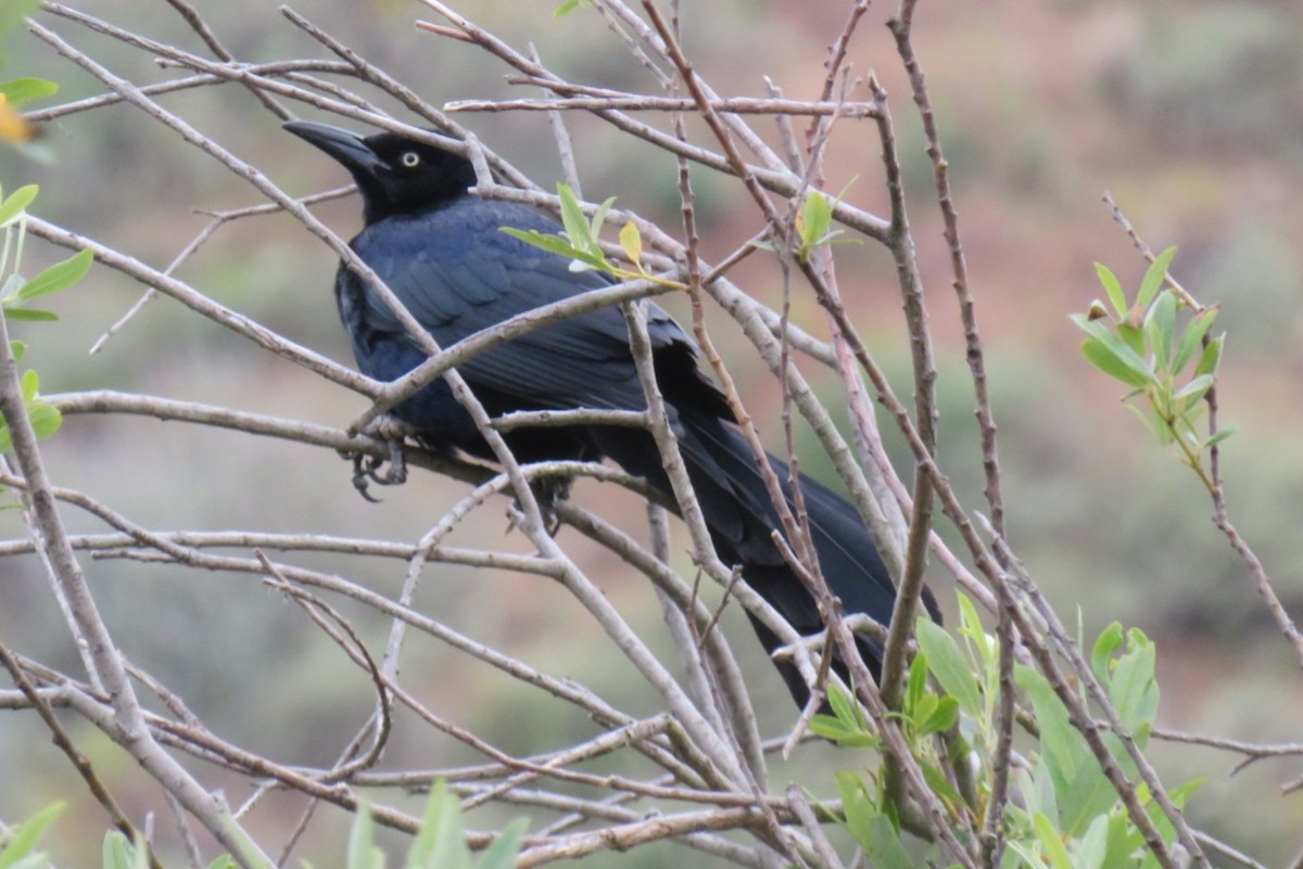Great-tailed Grackle - ML619793190