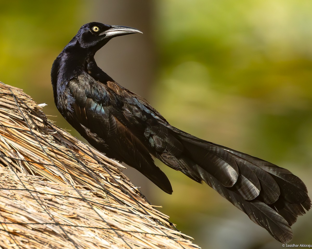 Great-tailed Grackle - ML619793201