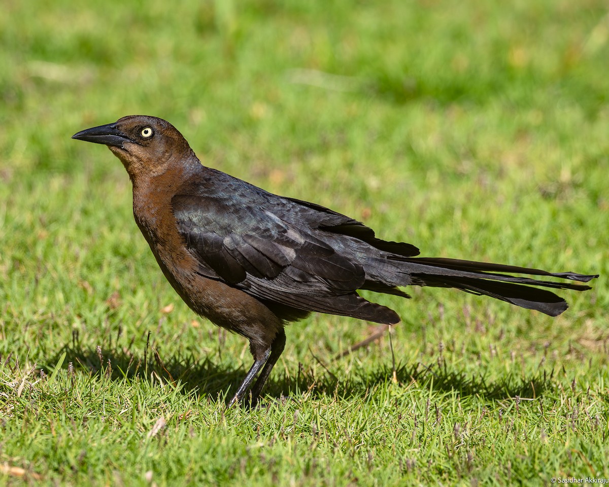 Great-tailed Grackle - ML619793202