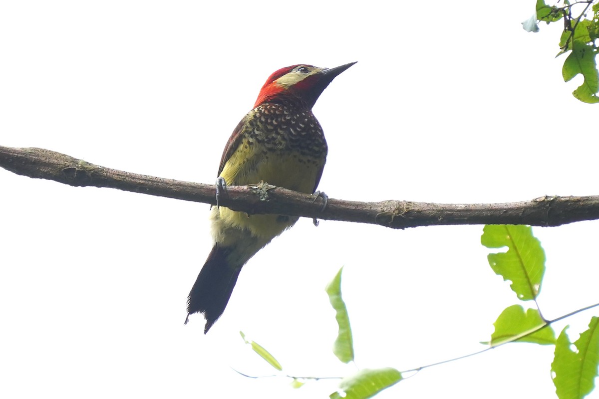 Crimson-mantled Woodpecker - ML619793204