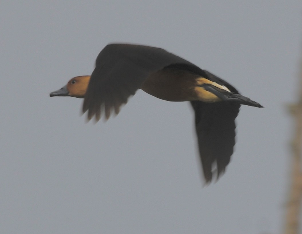 Fulvous Whistling-Duck - ML619793212