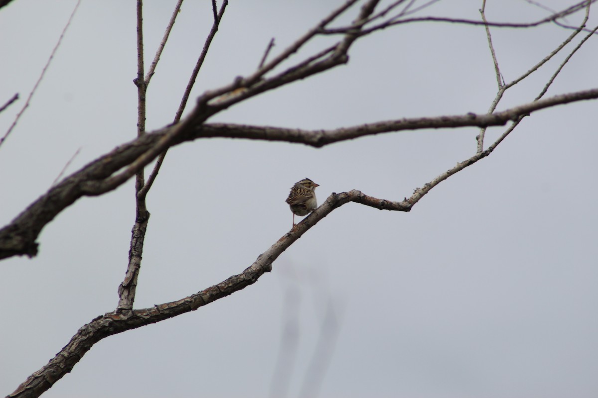Clay-colored Sparrow - ML619793217