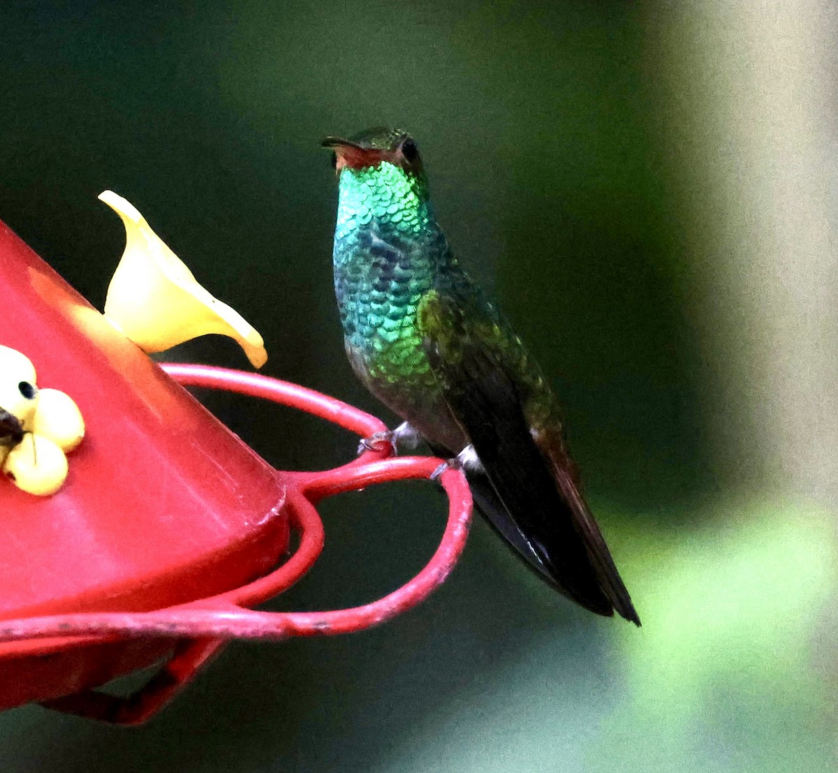 Rufous-tailed Hummingbird - ML619793218