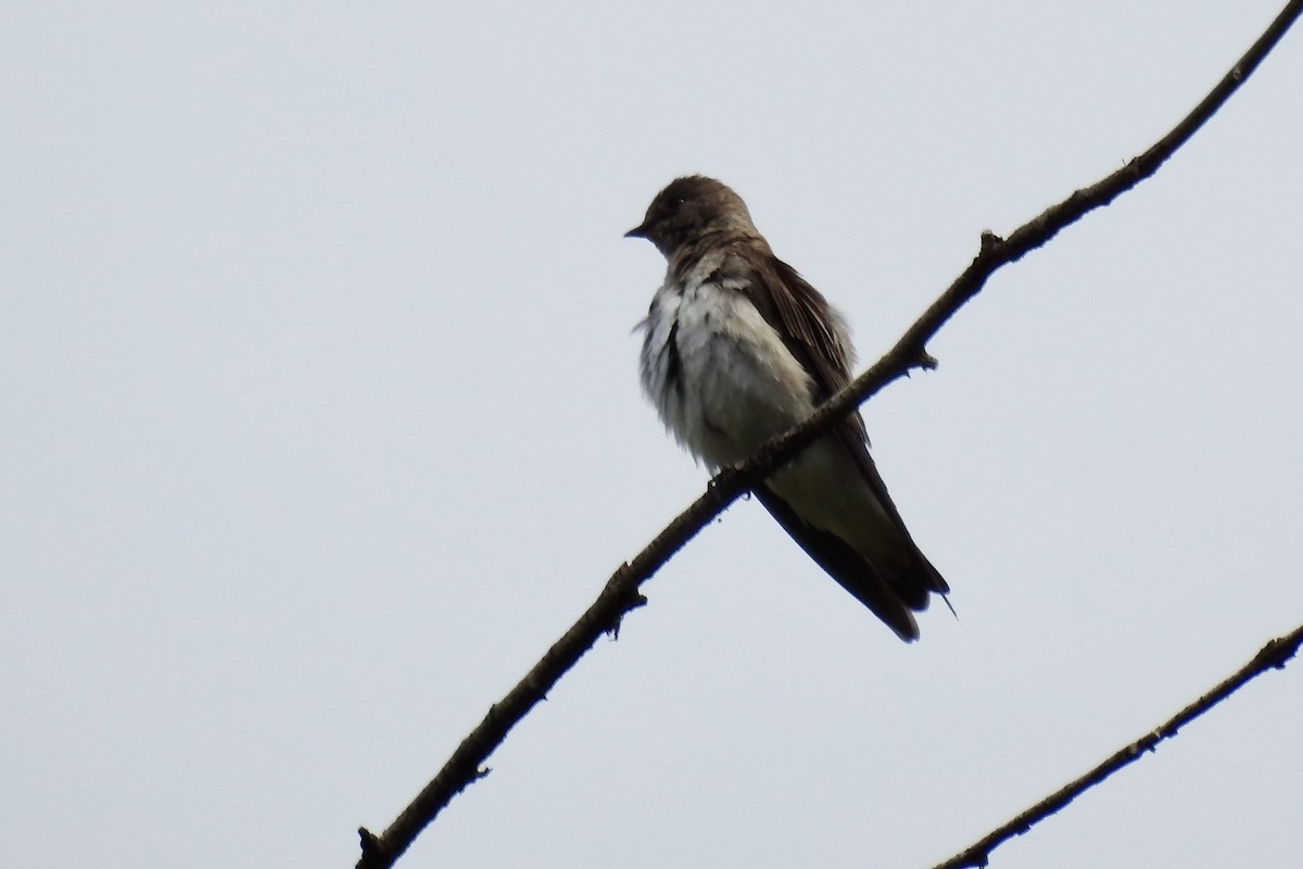 Northern Rough-winged Swallow - ML619793225