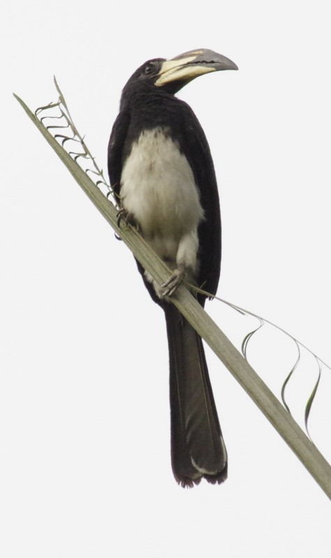 West African Pied Hornbill - ML619793254