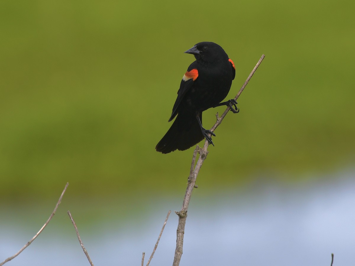 Red-winged Blackbird - ML619793326
