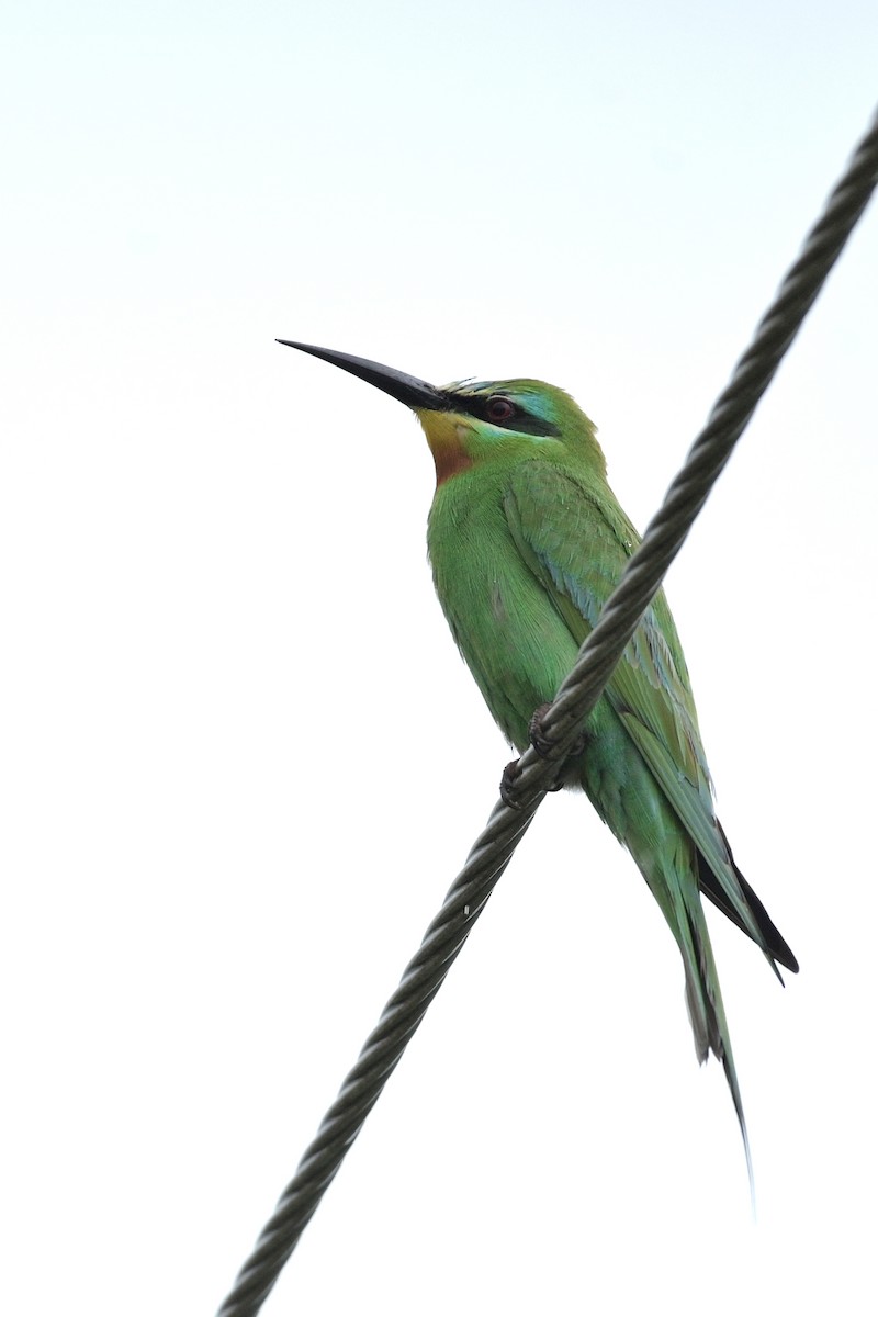 Blue-cheeked Bee-eater - ML619793329