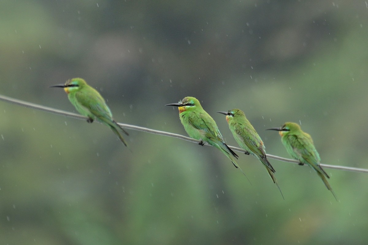 Blue-cheeked Bee-eater - ML619793332