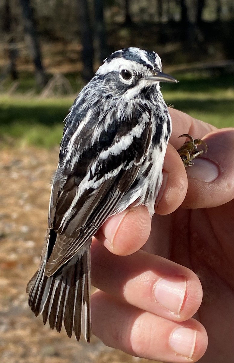 Black-and-white Warbler - ML619793342