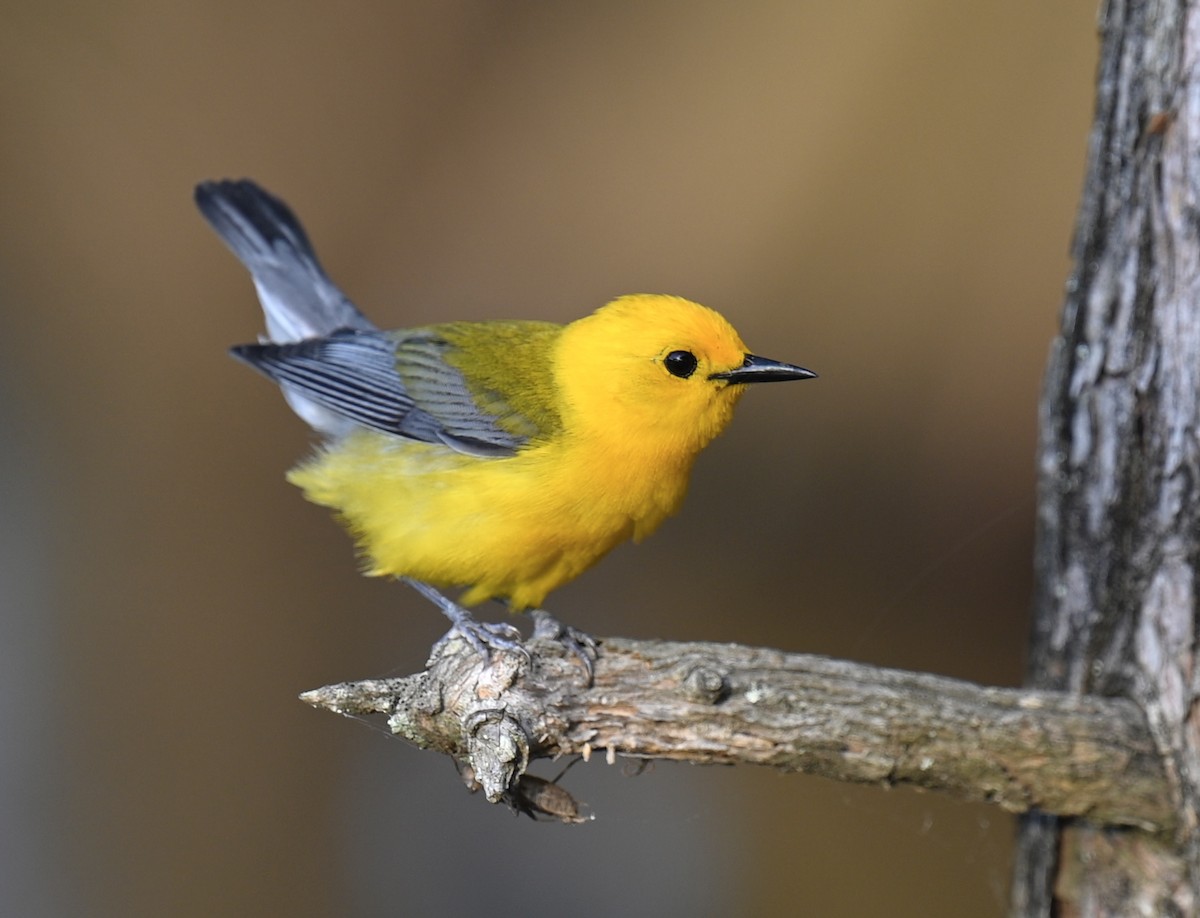 Prothonotary Warbler - ML619793362