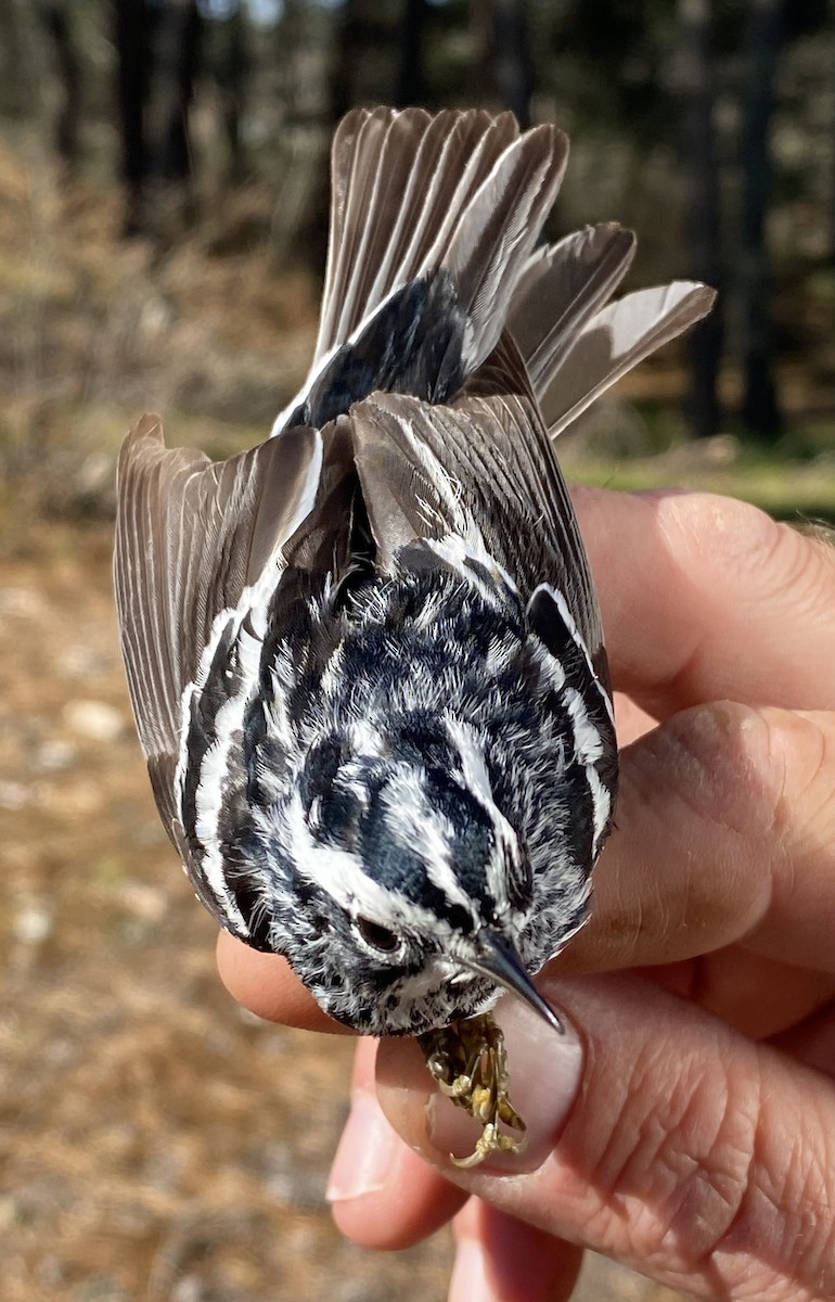 Black-and-white Warbler - ML619793382