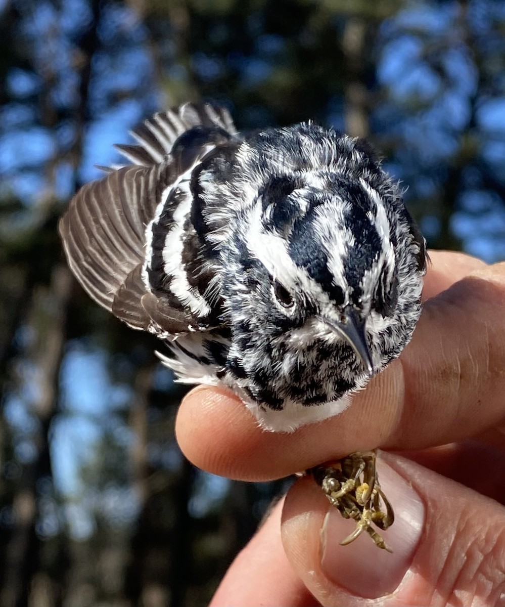 Black-and-white Warbler - ML619793394