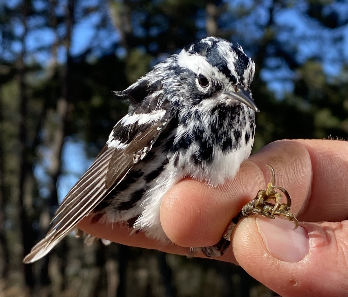 Black-and-white Warbler - ML619793405