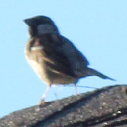 House Sparrow - ML619793498