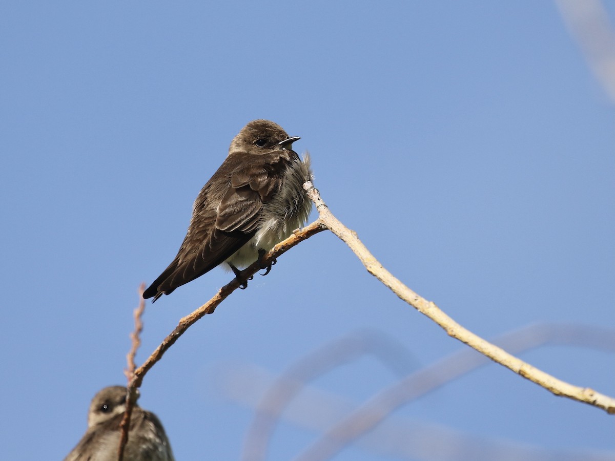 Northern Rough-winged Swallow - ML619793566