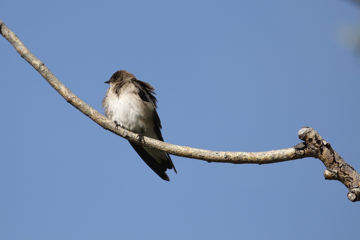 Northern Rough-winged Swallow - ML619793567