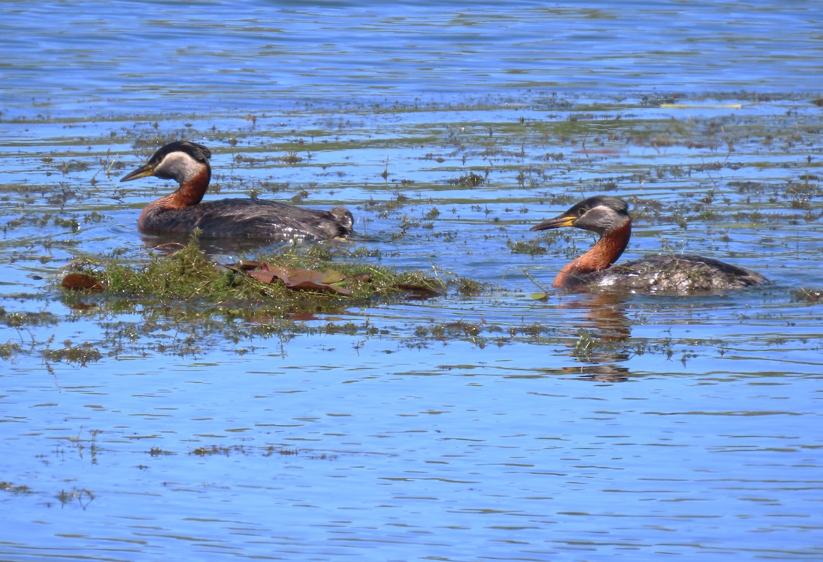 Red-necked Grebe - ML619793600