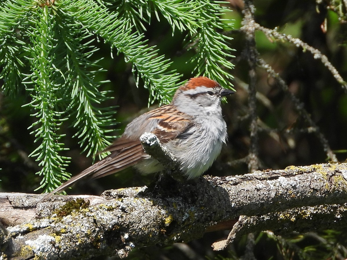 Chipping Sparrow - ML619793602