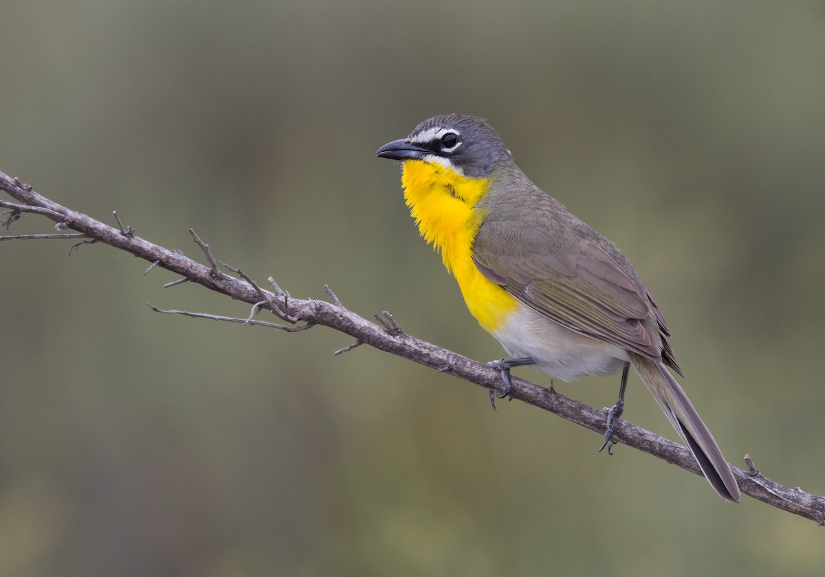 Yellow-breasted Chat - ML619793621