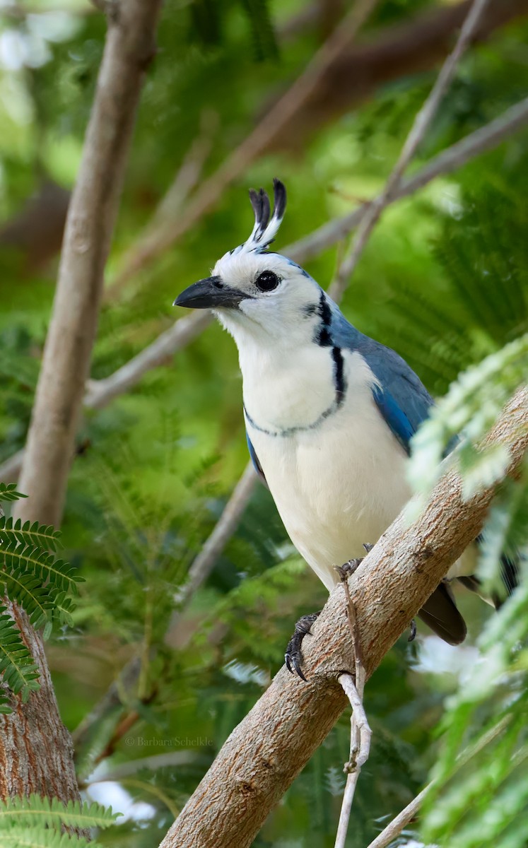 White-throated Magpie-Jay - ML619793622