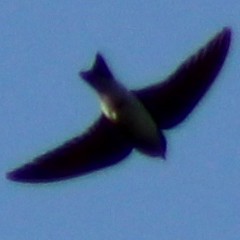 Tree Swallow - ML619793630