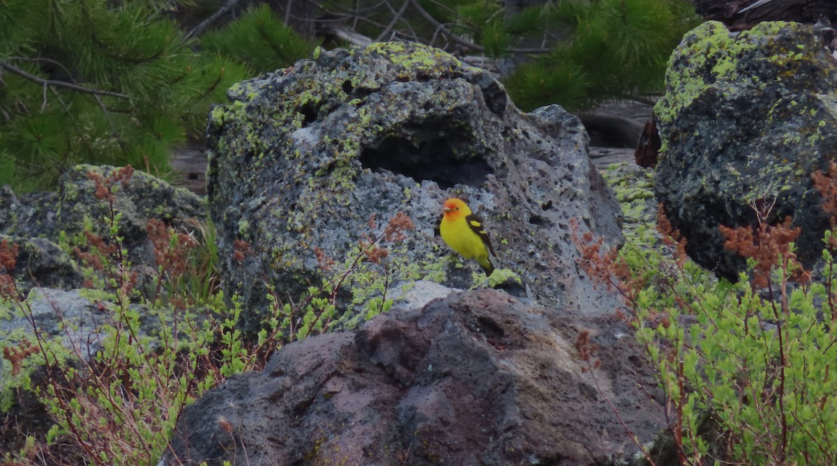 Western Tanager - ML619793640