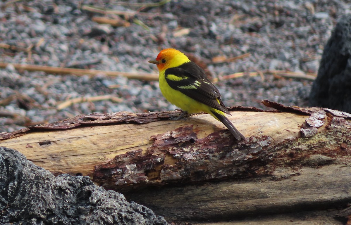 Western Tanager - ML619793642
