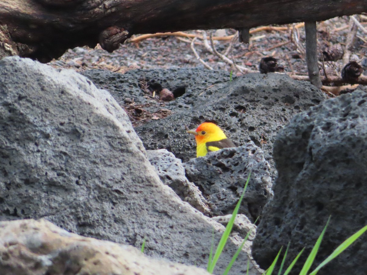 Western Tanager - ML619793644