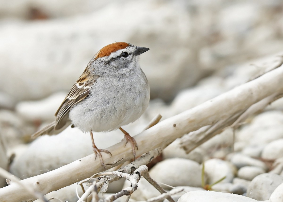 Chipping Sparrow - ML619793653