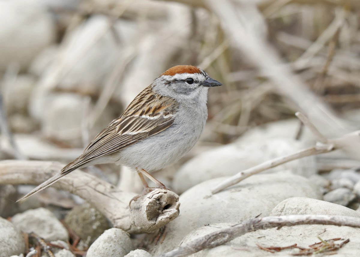 Chipping Sparrow - ML619793654
