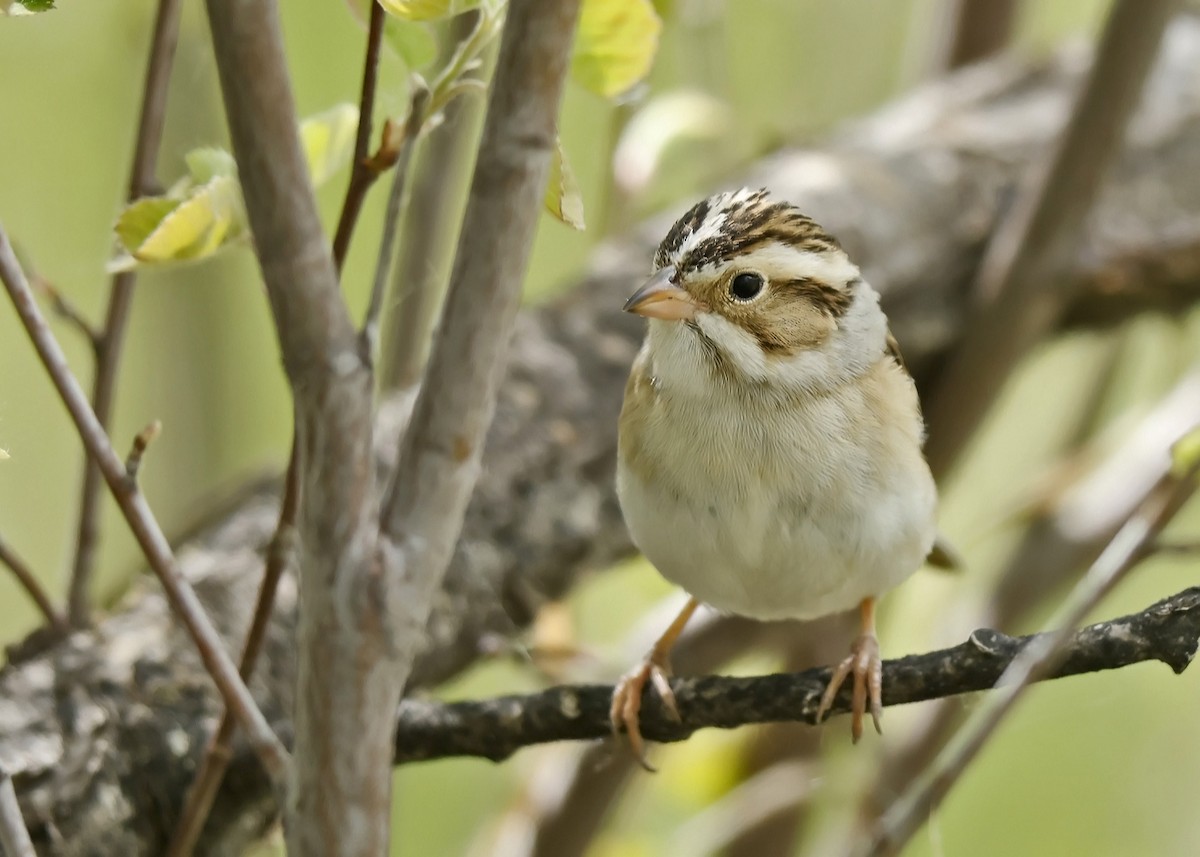 Clay-colored Sparrow - ML619793656