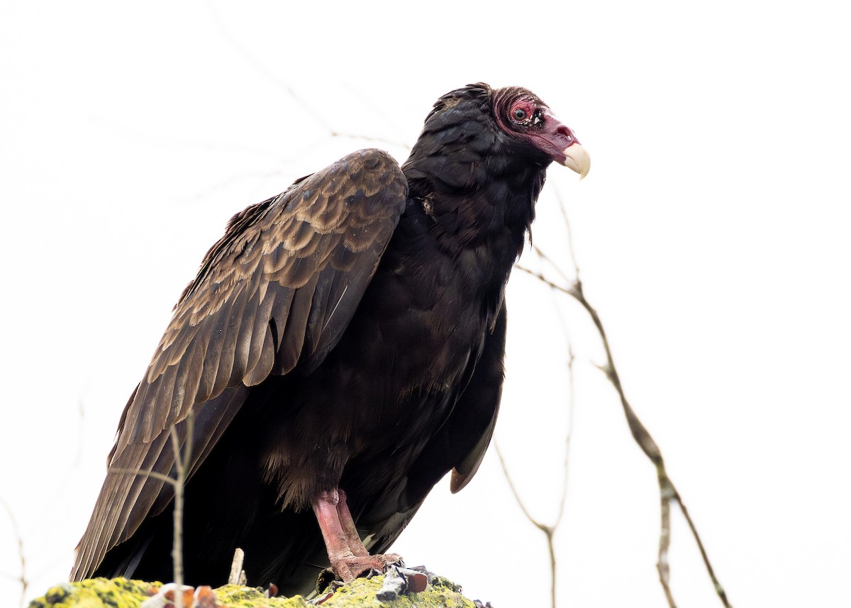 Turkey Vulture - ML619793674