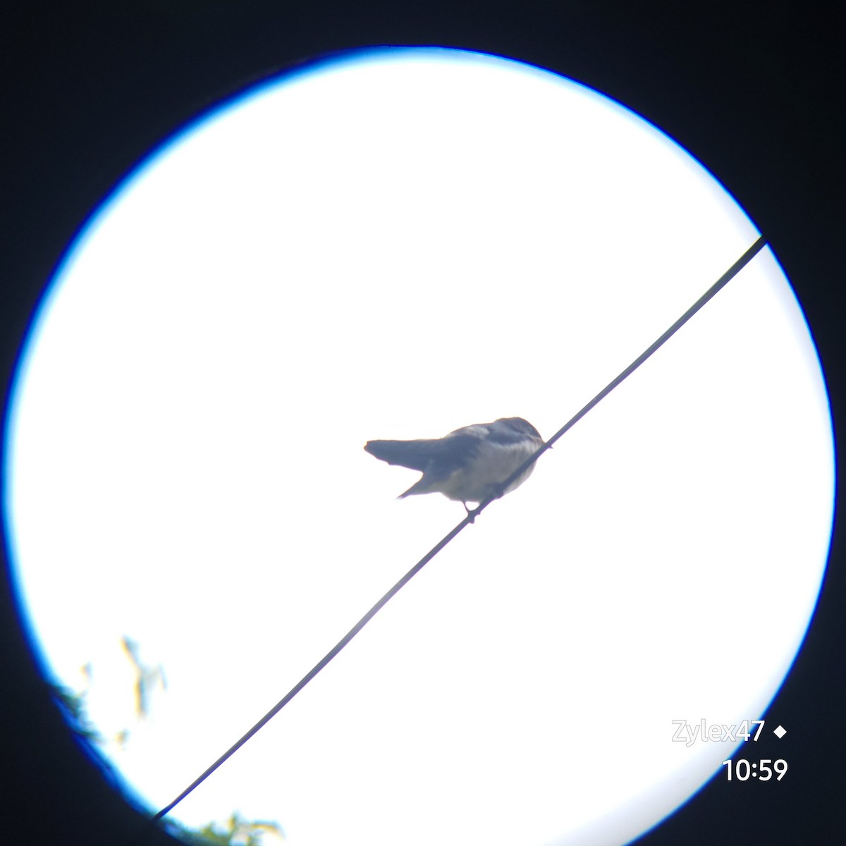 Barn Swallow - ML619793690